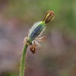 Meconopsis gakyidiana (Wild)
