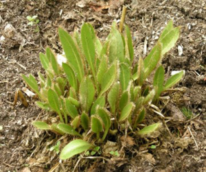 Meconopsis Slieve Donard plant