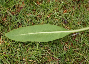 Meconopsis Slieve Donard leaf blade