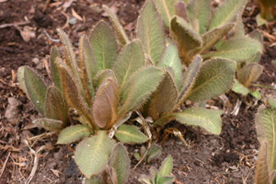 Spreading young leaves showing red -purple pigmentation and dense hairs dense hairs ES