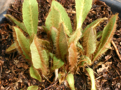 Young leaves covered with ginger hairs