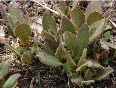 Young leaves showing purple-red pigmenation,