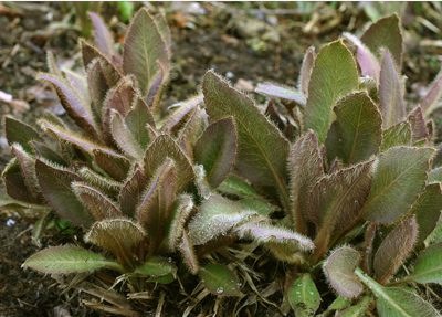 Young leaves with red-purple pigmentation