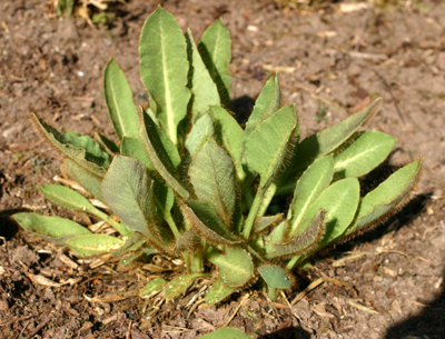 Young leaves with white tipped hairs