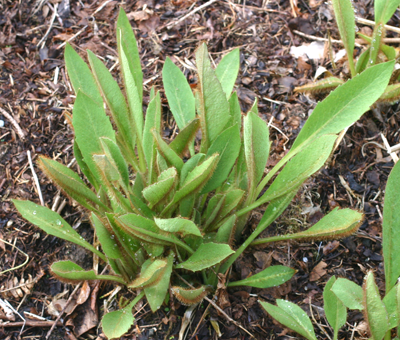 Clump of elliptical leaves showing the pale mid-rib.