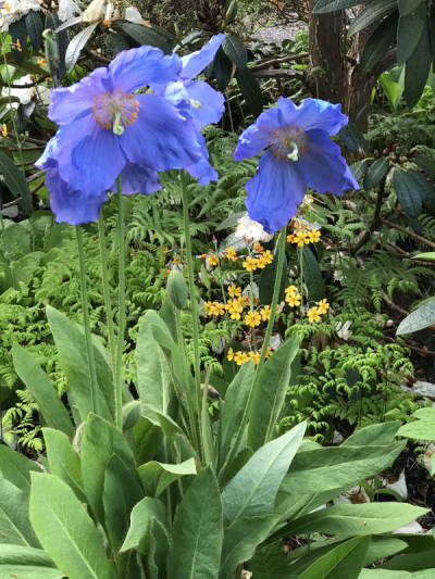 Meconopsis 'Mop-head' at Branklyn