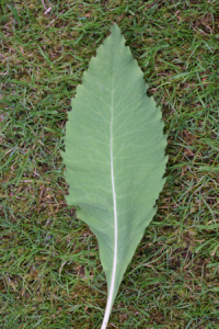 Single leaf showing the saw-toothed serrate edge