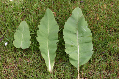 Leaves showing the course teeth . False whorl, leaf, stem leaf and basal leaf.
