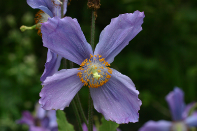 Acreavie showing a typical 'windmill flower'. with widely separated petals