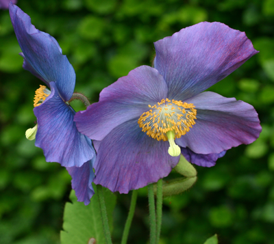 M. Dalemain flowers showing blue-purple colouring.