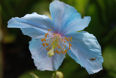 Single pale blue flower