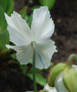 A blue streak in a flower