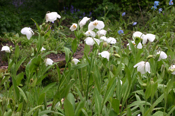 A group of Meconopsis 'Marit'