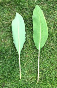 Mature leaves With long petiole.