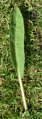 M. Lingholm leaf