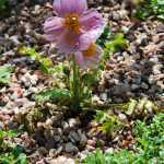 Meconopsis aculeata (Cultivated)