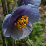 Meconopsis aculeata (Cultivated)
