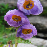Meconopsis aculeata (Key Features)