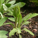 Meconopsis baileyi subsp. multidentata