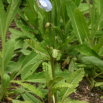 Meconopsis baileyi subsp. multidentata