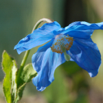 Meconopsis baileyi subsp. pratensis (Cultivated)