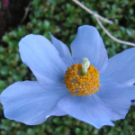 Meconopsis baileyi subsp. multidentata (Cultivated)
