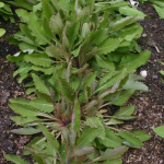 Meconopsis baileyi subsp. pratensis