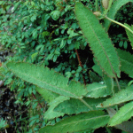 Meconopsis baileyi subsp. multidentata (Wild)