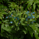 Meconopsis baileyi subsp. baileyi (Wild)