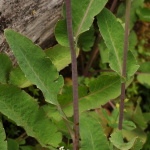 Meconopsis betonicifolia (Key Features)