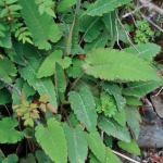 Meconopsis betonicifolia (Key Features)