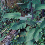Meconopsis betonicifolia (Wild)