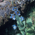 Meconopsis betonicifolia (Wild)