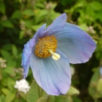 Meconopsis gakyidiana (Cultivated)