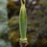 Meconopsis grandis subsp. grandis (Key Features)