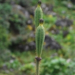 Meconopsis grandis subsp. grandis (Wild)
