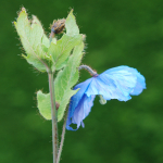 Meconopsis baileyi subsp. pratensis (Key Features)
