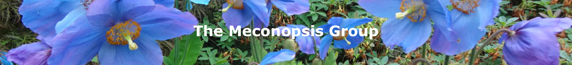 The Meconopsis Group