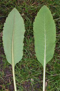 Pale green leaves showing a long petiole and even teeth along the edge.