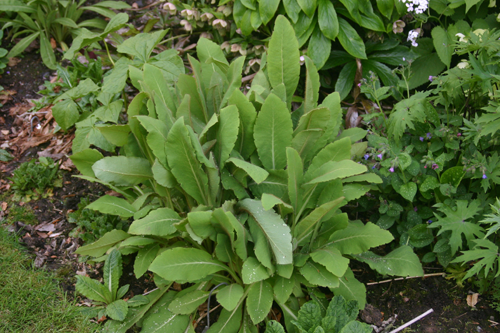 Mature clump of leaves.
