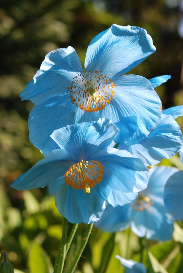 Blue torquise flowers