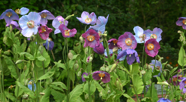Large clump of Meconopsis ‘Barney’s Blue’.