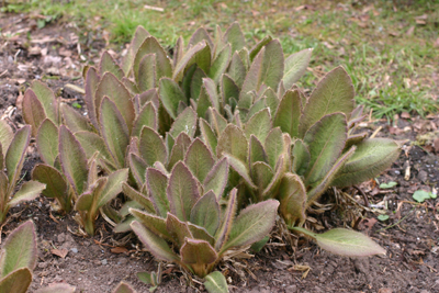 Young leaves showing red-purple pigmentation