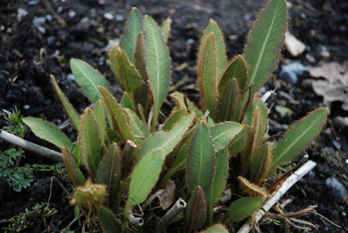 Emerging leaves with a brownish tinge.