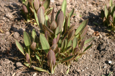 Emerging upright young leaves with red-purple pigmentation