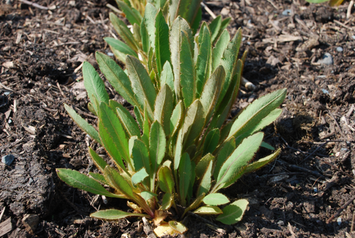 Green mature basal leaves