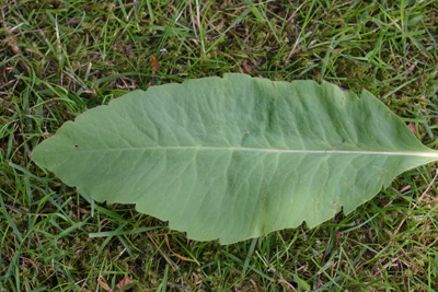 a single leaf showing neat serrate teeth.