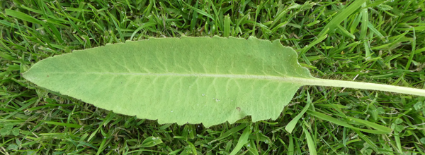 Basal leaf showing shallow teeth