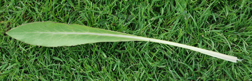 Single basal leaf showing a pale midrib , a long petiole and shallow teeth.