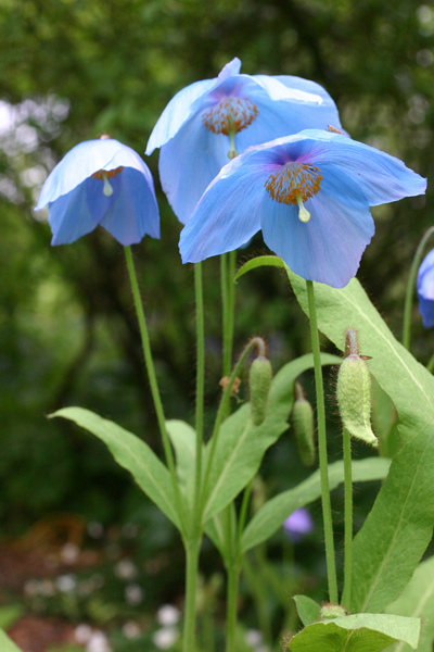 Sky blue nodding flowers